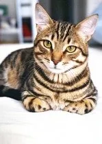 Мила картинка котика на аву, картинки дівчат спиною () Мила картинка котика на аву, картинки дівчат спиною