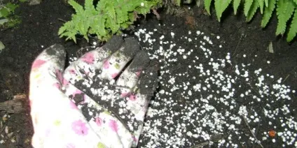 Мінеральні добрива - види та застосування (види) Мінеральні добрива - види та застосування