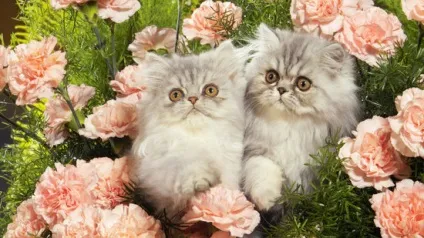 Милі котики, фото - унікальна добірка