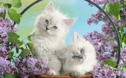Милі котики, фото - унікальна добірка