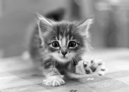Милі котики, фото - унікальна добірка