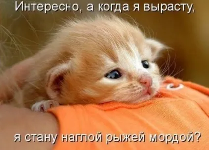 Милі котики, фото - унікальна добірка
