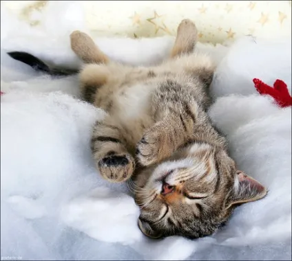 Милі котики, фото - унікальна добірка