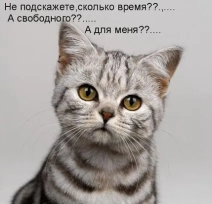 Милі котики, фото - унікальна добірка