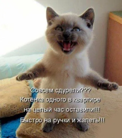 Милі котики, фото - унікальна добірка