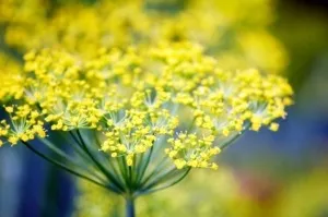 Багаторічні пряні трави на дачі вирощування на грядках своїми руками, які можна посадити, фото і (трави) Багаторічні пряні трави на дачі вирощування на грядках своїми руками, які можна посадити, фото і
