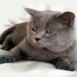 м'які кігтики