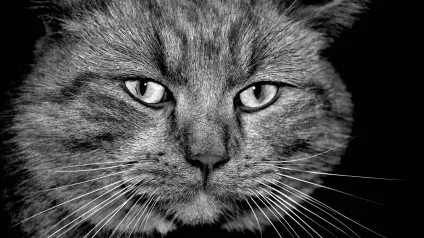 Морда кота фото