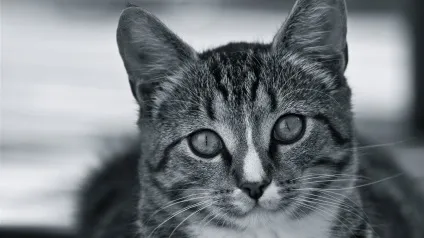 Морда кота фото