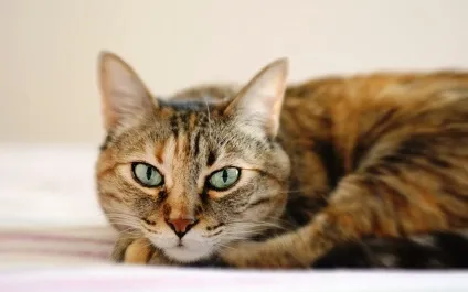Морда кота фото