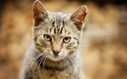 Морда кота фото
