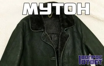 Мутон - це що за хутро плюси і мінуси мутона (мутон) Мутон - це що за хутро плюси і мінуси мутона