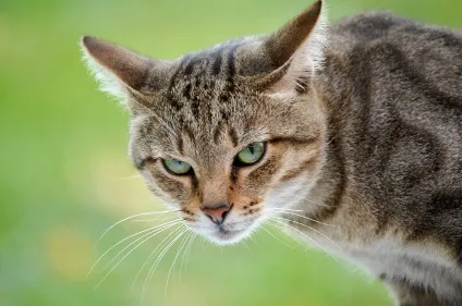 Морда кота фото