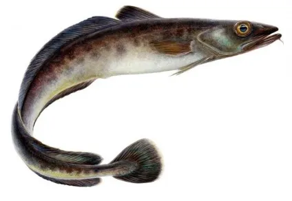 Морська щука (мольва) короткі відомості (мольва) Морська щука (мольва) короткі відомості