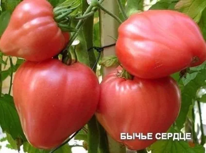 мозаїка помідорів