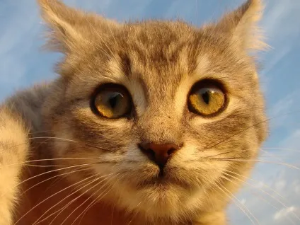 Морда кота фото