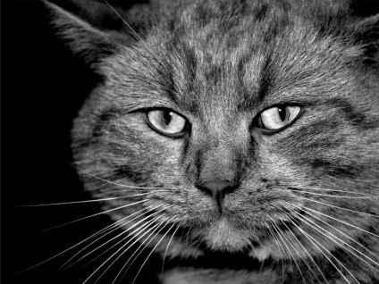 Морда кота фото