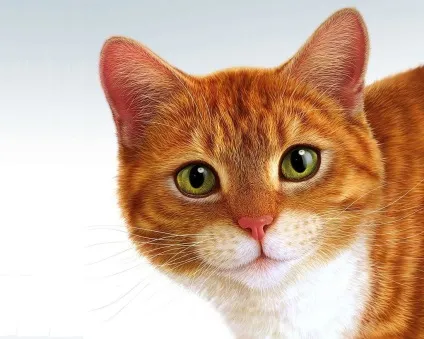 Морда кота фото