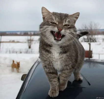 Морда кота фото