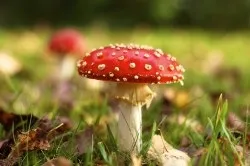 Настоянка мухомора при онкології застосування, вживання (застосування) Настоянка мухомора при онкології застосування, вживання