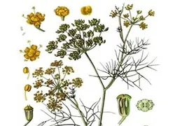Народні засоби від здуття живота, метеоризму і газоутворення (народні) Народні засоби від здуття живота, метеоризму і газоутворення