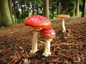 Настоянка мухомора при онкології як приймати