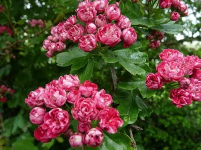 Народна медицина трави, що знижують тиск (поміщають склянку заливають) Народна медицина трави, що знижують тиск