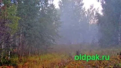 Народні прикмети про грибах