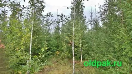 Народні прикмети про грибах