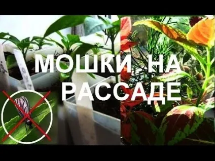 Нашестя мушок - в чому причина і що з цим робити (навала) Нашестя мушок - в чому причина і що з цим робити