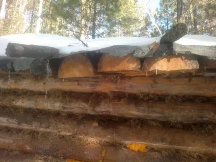 Наші зимарки