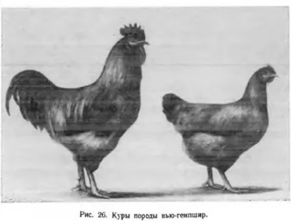 М'ясо-яєчні породи і породні групи курей - все про тваринництво (умовах) М'ясо-яєчні породи і породні групи курей - все про тваринництво