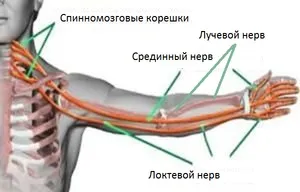 Німіють руки, особливо по ночах причина, чому і що робити (особливо) Німіють руки, особливо по ночах причина, чому і що робити