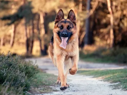 Німецька вівчарка характер, виховання і догляд (німецька вівчарка) Німецька вівчарка характер, виховання і догляд