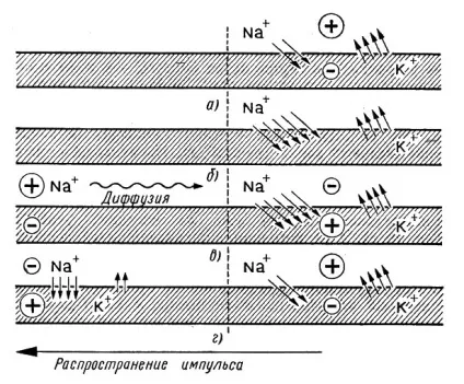 Натрій і калій +1986 наклав л