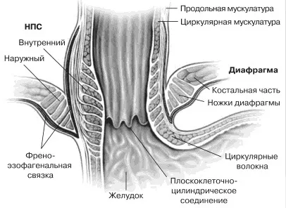 Нижній стравохідний (кардіальний) сфінктер (нижній) Нижній стравохідний (кардіальний) сфінктер