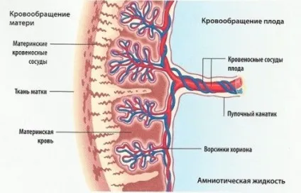 Низька плацентация при вагітності що означає і чим небезпечна, лікування і пологи при низькій плацентації (означає) Низька плацентация при вагітності що означає і чим небезпечна, лікування і пологи при низькій плацентації