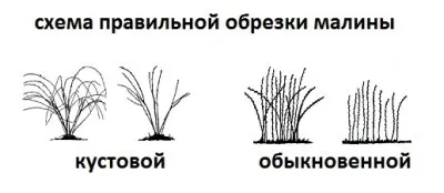 Обрізка плодових чагарників - як коли і навіщо (обрізка плодових чагарників) Обрізка плодових чагарників - як коли і навіщо