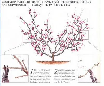 Обрізка плодових чагарників - як коли і навіщо (плодові дерева і чагарники обрізка плодово-ягідні саджанці південний) Обрізка плодових чагарників - як коли і навіщо