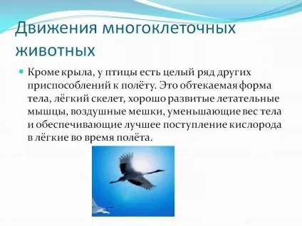 Обтічна форма тіла