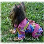 Одяг для собак - журнал мод