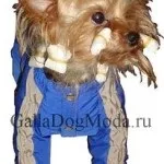 Одяг для собак - журнал мод