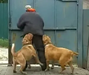 Опис породи собак бордосский дог з відгуками власників, фото і відео (собак) Опис породи собак бордосский дог з відгуками власників, фото і відео