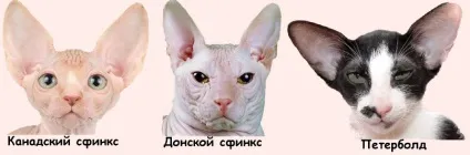 Про породу 1