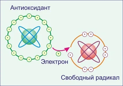 Оксидативний стрес або оксидантное порушення організму (оксидативний) Оксидативний стрес або оксидантное порушення організму