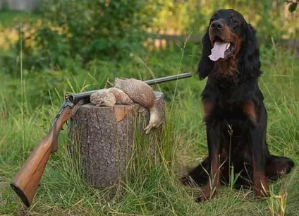 Опис породи собак шотландський сетер (сетер-гордон) з відгуками і фото (сетер) Опис породи собак шотландський сетер (сетер-гордон) з відгуками і фото