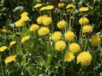 Кульбаба, конспект заняття по рідній природі (природі) Кульбаба, конспект заняття по рідній природі
