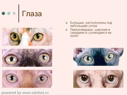 Про породу 1