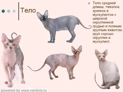 Про породу 1