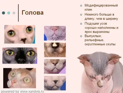 Про породу 1